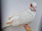 Koppel diamantduiven (roodoog), Meerdere dieren, Tropenvogel