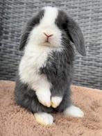 Heel mooie en lieve jonge Dwerg hangoor konijn voedstertjes, Dieren en Toebehoren, Konijnen, Vrouwelijk, Dwerg, Hangoor, 0 tot 2 jaar