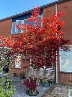 Japanse Esdoorn - Prachtige Boom van 4 Meter!, Tuin en Terras, Ophalen, Herfst, Halfschaduw, Overige soorten