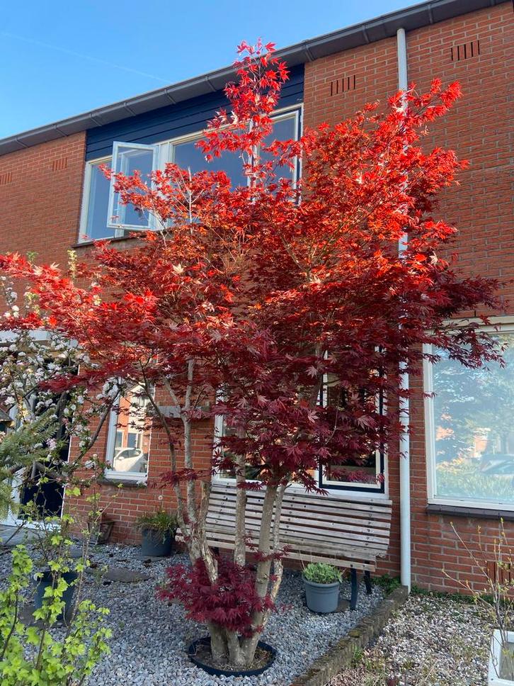Japanse Esdoorn - Prachtige Boom van 4 Meter!, Tuin en Terras, Planten | Bomen, Overige soorten, 400 cm of meer, Halfschaduw, Herfst