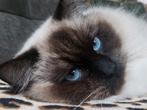 ✨️🥇✨Ervaren Ragdoll Seal Point dekkater met stamboom ✨️🥇✨️, Dieren en Toebehoren, Katten en Kittens | Dekkaters, 0 tot 2 jaar