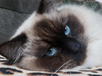 ✨️🥇✨Ervaren Ragdoll Seal Point dekkater met stamboom ✨️🥇✨️ beschikbaar voor biedingen