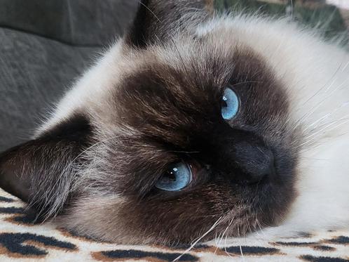 ✨️🥇✨Ervaren Ragdoll Seal Point dekkater met stamboom ✨️🥇✨️, Dieren en Toebehoren, Katten en Kittens | Dekkaters, 0 tot 2 jaar