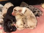 Prachtige Aussie  Husky pups, Dieren en Toebehoren, Overige rassen, 8 tot 15 weken, Meerdere, Meerdere dieren