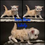 Maine coon kittens met stamboom, eventueel ruil mogelijk, Meerdere dieren, Gechipt, 0 tot 2 jaar