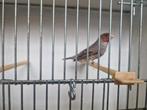 Roodkopamadine, Dieren en Toebehoren, Mannelijk, Tropenvogel, Geringd