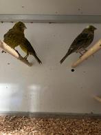 Lizard kanaries 3 poppen en 2 mannen, Meerdere dieren, Kleurkanarie