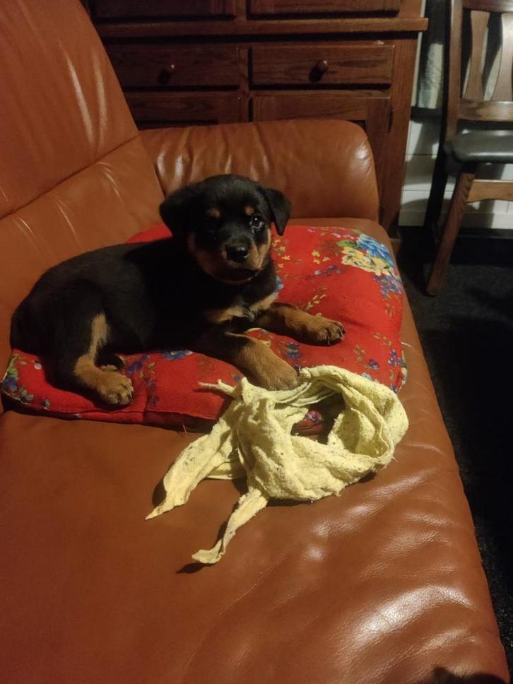 Twee nestjes Rottweiler pups, Dieren en Toebehoren, Honden | Bulldogs, Pinschers en Molossers, Meerdere dieren, Rottweiler, Fokker | Hobbymatig