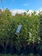 Prunus laurier struiken, nu €12,50 125 cm hoog!, Ophalen of Verzenden, Laurier, Struik, 100 tot 250 cm