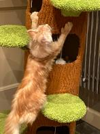 Lieve mooie maine coon katers met stamb poly), Kater, Gechipt, 0 tot 2 jaar