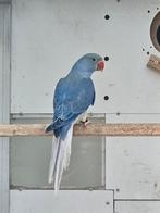 Violet turqoise witkopwitstaart halsbandparkiet, Dieren en Toebehoren, Vrouwelijk, Parkiet, Geringd