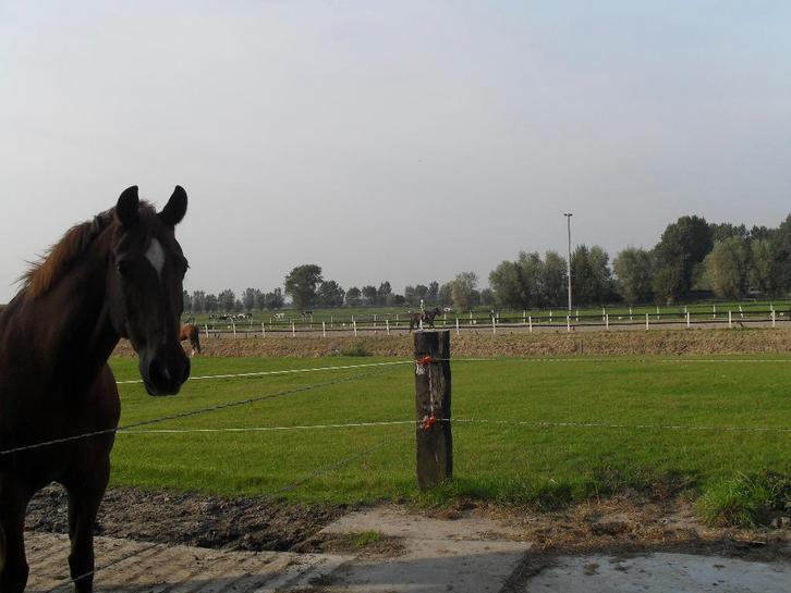 Paardenboxen te huur in rustige omgeving, Dieren en Toebehoren, Stalling en Weidegang, Stalling, Weidegang, 2 of 3 paarden of pony's
