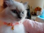 Te koop, Dieren en Toebehoren, Katten en Kittens | Raskatten | Langhaar, Kater, Met stamboom