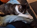 1 poes en 1 kater, Dieren en Toebehoren, Katten en Kittens | Overige Katten