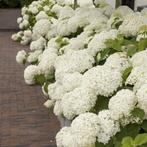 Gezocht: hortensia annabelle wit., Tuin en Terras, Planten | Tuinplanten, Ophalen of Verzenden