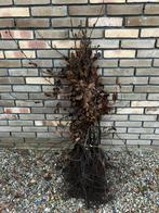 Bladhoudende Rode Beukenhaag (Fagus Sylvatica 'Atropunicea'), Ophalen of Verzenden, Beukenhaag, Haag, Minder dan 100 cm