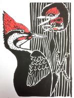 Linodruk (kleuren) van een specht met jongen, Antiek en Kunst, Ophalen of Verzenden