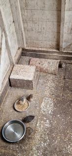 Chinese kwartels, Dieren en Toebehoren, Ophalen, Loopwiel of Rad