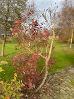 Pruikenboom als struik (Cotinus coggygria 'Royal Purple'), Ophalen, Overige soorten, Struik, 100 tot 250 cm