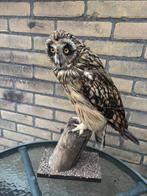 Opgezette velduil, Verzamelen, Dierenverzamelingen, Ophalen of Verzenden, Zo goed als nieuw, Vogel, Opgezet dier