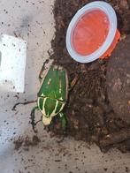 Man mecynorrhina torquata ugandensis snel ophalen, Overige soorten