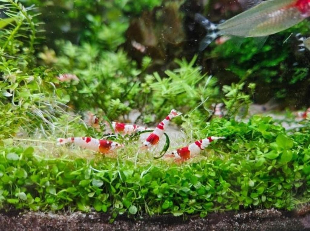 Crystal Red Garnalen (pure red line), Dieren en Toebehoren, Vissen | Aquariumvissen, Zoetwatervis, Kreeft, Krab of Garnaal, Schoolvis