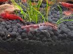Aquarium garnalen neocaradinas op leidingwater, Dieren en Toebehoren, Ophalen, Nieuw, Overige typen