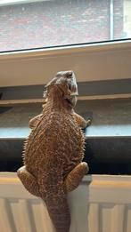 Baardagaam, Dieren en Toebehoren, Hagedis, Met terrarium, 3 tot 6 jaar