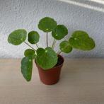 Pilea ‘Sugar’ stekjes (Beschikbaar: 12), Ophalen, Overige soorten, Halfschaduw, In pot