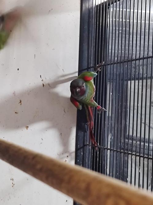 Jong koppel pyrrhura Pfrimeri, zeldzaam!, Dieren en Toebehoren, Vogels | Parkieten en Papegaaien, Parkiet, Meerdere dieren