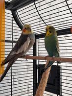 Babbel en rocky, Dieren en Toebehoren, Vogels | Parkieten en Papegaaien, Mannelijk, Parkiet, Tam