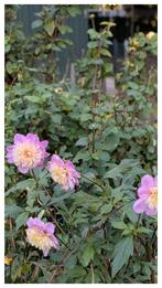 Dahlia knollen, take off, Tuin en Terras, Planten | Tuinplanten, Ophalen, Eenjarig, Overige soorten, Volle zon