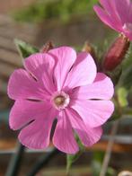 Koekoeksbloem zaden, Silene Dioica, Verzenden, Voorjaar, Volle zon, Zaad