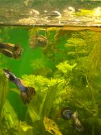 Blue/ red metal guppen, Vis