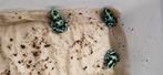 Dendrobates auratus Costa Rica nakweek, Dieren en Toebehoren, Amfibie, 0 tot 2 jaar