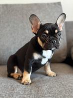 Advertentietitel Unieke Franse Bulldog puppy’s, Dieren en Toebehoren, Honden | Bulldogs, Pinschers en Molossers, Rabiës (hondsdolheid)