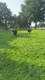Dexter koeien dachtig, Dieren en Toebehoren, Vrouwelijk