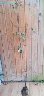 Appelboom,Golden Delicious,, Tuin en Terras, Planten | Fruitbomen, Ophalen, 100 tot 250 cm, Appelboom, Lente