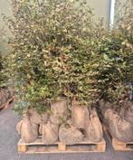 GROTE PARTIJ beukenhaag met kluit 300 x 125-150, Tuin en Terras, Planten | Bomen, Bloeit niet, Halfschaduw, 100 tot 250 cm, Overige soorten