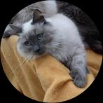 Hypoallergeen Neva Masquerade en Siberische kittens, Dieren en Toebehoren, Meerdere dieren, Gechipt, 0 tot 2 jaar