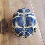 Schildpadden schild, Verzamelen, Ophalen of Verzenden, Gebruikt, Reptiel of Amfibie, Overige typen