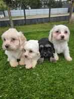 Te koop boomer pups, Nederland, Overige rassen, CDV (hondenziekte), 8 tot 15 weken