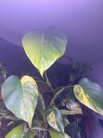Monstera aurea yellow/lime marilynn variegata, Ophalen of Verzenden, Overige soorten, Minder dan 100 cm