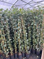 Hedera hibernica klimop 180cm +, Tuin en Terras, Planten | Tuinplanten, Vaste plant, Klimplanten, Ophalen