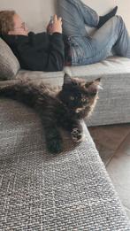Maine Coon Poes met Stamboom, Meerdere dieren, Ontwormd