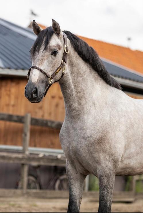 # Unieke kans Geweldige Barokke 2.5 jarige pre hengst #, Dieren en Toebehoren, Paarden, Hengst, 0 tot 2 jaar