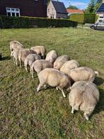 Texelaar schapen, Meerdere dieren, Schaap, 0 tot 2 jaar