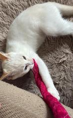 Kitten 7 maanden oud, Dieren en Toebehoren, Katten en Kittens | Raskatten | Langhaar, Kater, Gechipt