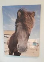Foto op canvas, paard 70x50 cm., Minder dan 50 cm, Ophalen of Verzenden, Oorspronkelijke maker, 50 tot 75 cm