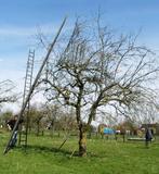 Appelboom snoeien, verwaarloosde boom, fruitboom herstellen, Ophalen of Verzenden, Appelboom, Lente